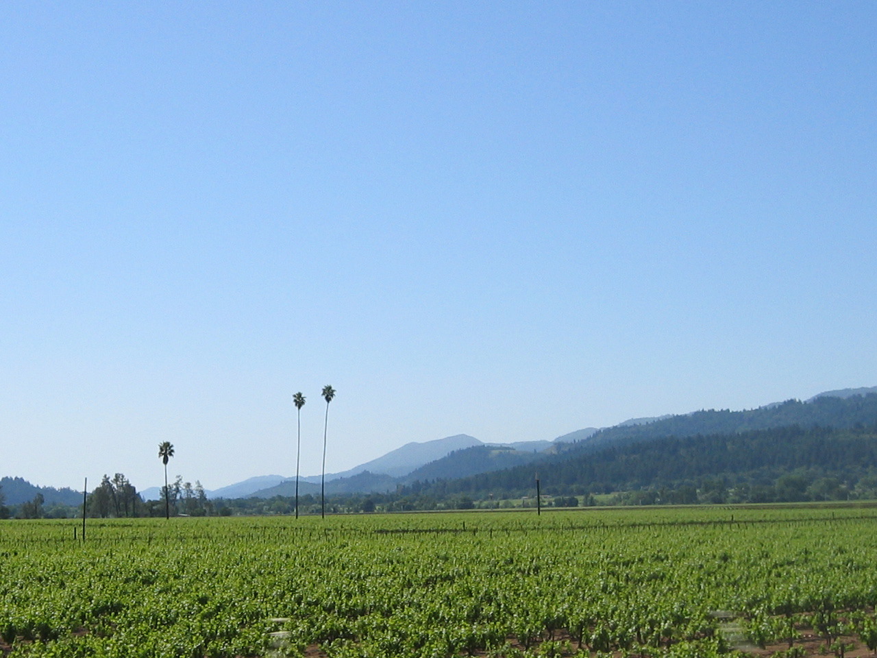 I guess the palm trees act as scarecrows?