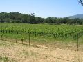 see the subtle patterns in the rows of grape vines?