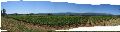Panorama of vineyard